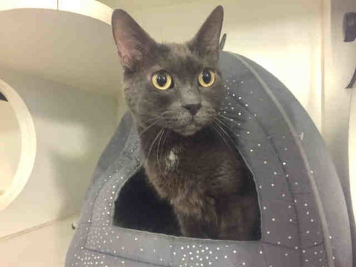 picture of the cat needing adoption