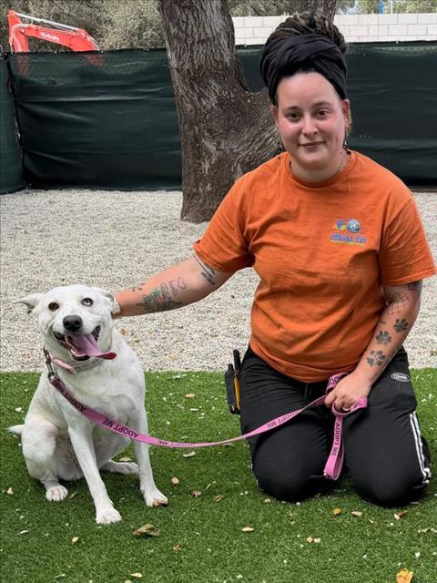 PRINCESS, an adoptable Queensland Heeler in Santa Barbara, CA