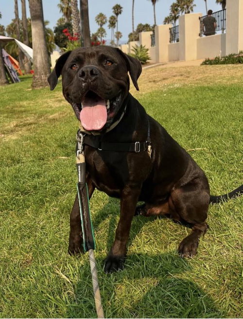 SANTIAGO, an adoptable Mastiff in Santa Barbara, CA
