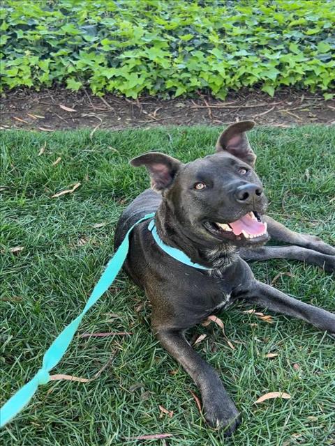 Pit Bull