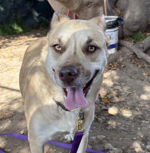 SUZY - Pit Bull Terrier available for adoption
