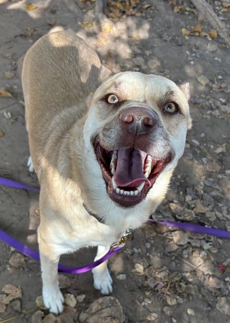 SUZY - German Shepherd Dog / Pit Bull Terrier available for adoption
