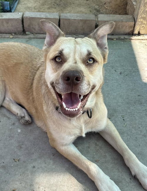 SUZY, an adoptable German Shepherd Dog in Santa Barbara, CA