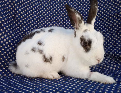 CORNELIOUS - Shorthaired Rabbit available for adoption