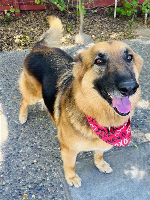 German Shepherd