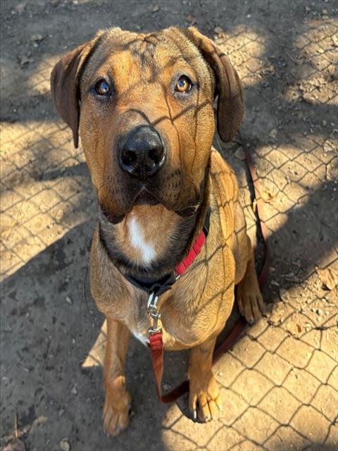 WAYLON, an adoptable Pit Bull Terrier in Santa Barbara, CA