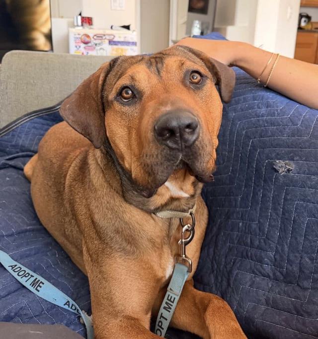WAYLON Image