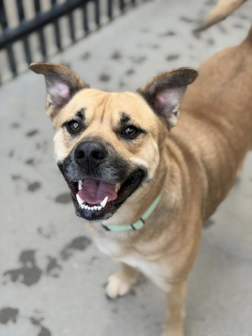 picture of the dog needing adoption