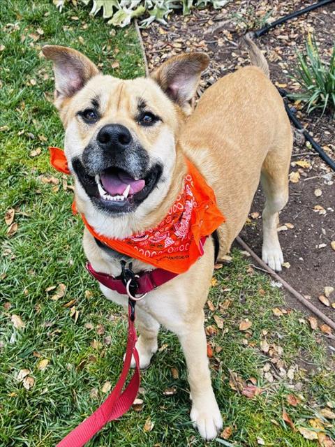 NIXIE, an adoptable Pit Bull Terrier in Santa Barbara, CA