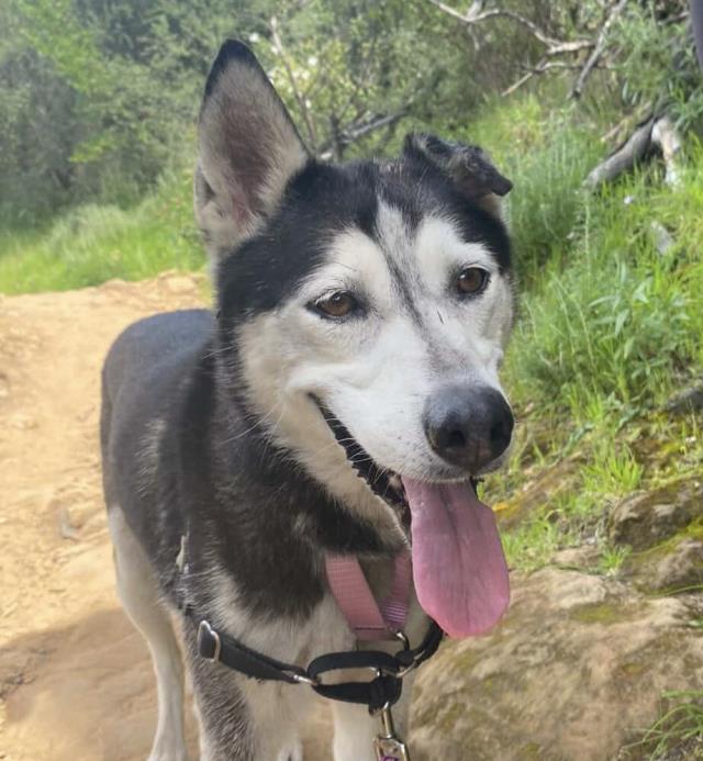 Siberian Husky