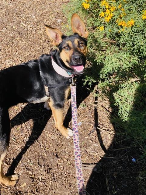 German Shepherd