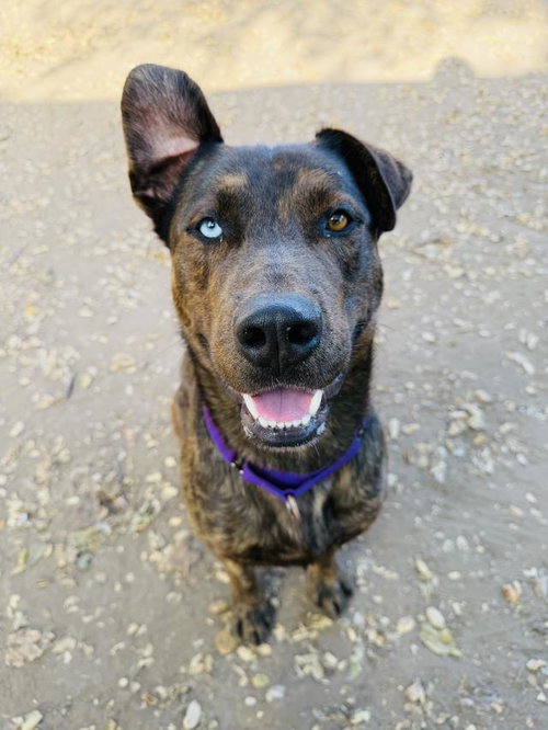 CARLOS, an adoptable Mastiff in Santa Barbara, CA