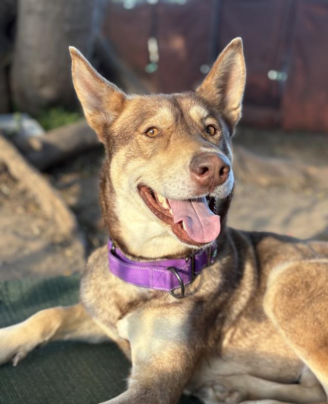 Siberian Husky