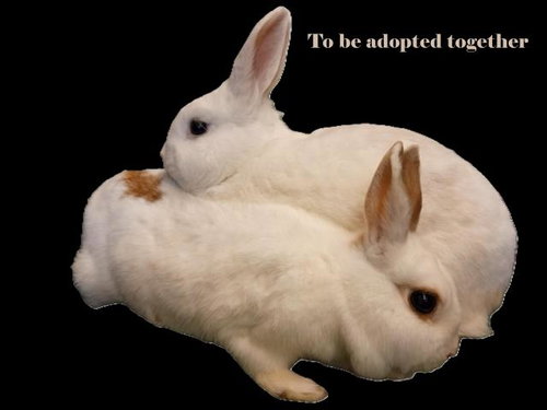 SHIRO - Shorthaired Rabbit available for adoption