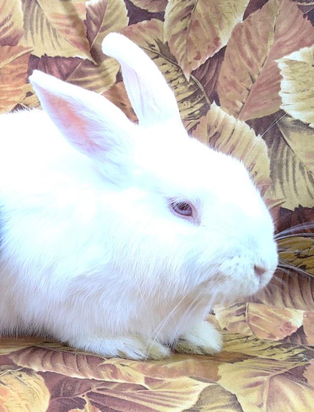 OSWALD Image