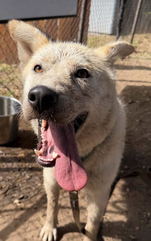 TROY, an adoptable German Shepherd Dog in Santa Barbara, CA