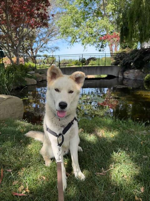 TROY, an adoptable German Shepherd Dog in Santa Barbara, CA