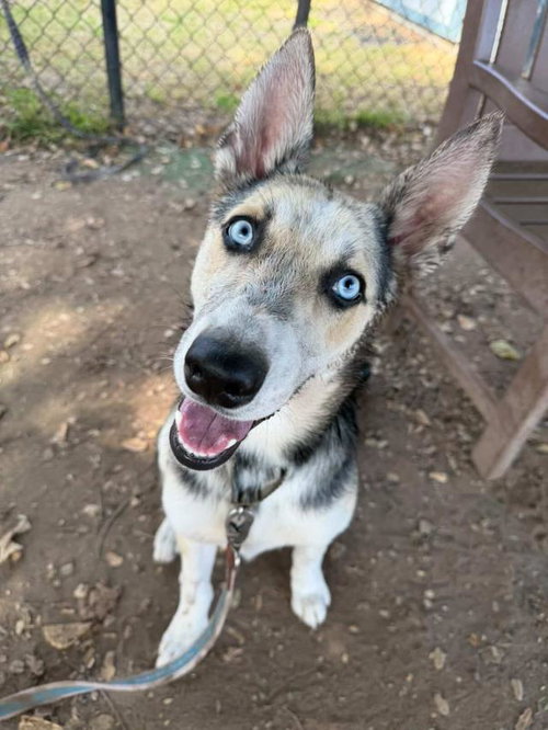 CASSANDRA, an adoptable German Shepherd Dog in Santa Barbara, CA