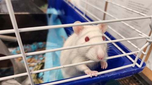 REMY - Rat available for adoption