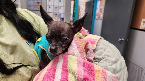 BEBE, an adoptable Chihuahua in Santa Barbara, CA