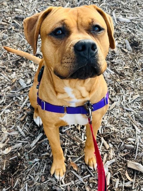 CHYLA, an adoptable Pit Bull Terrier in Santa Barbara, CA