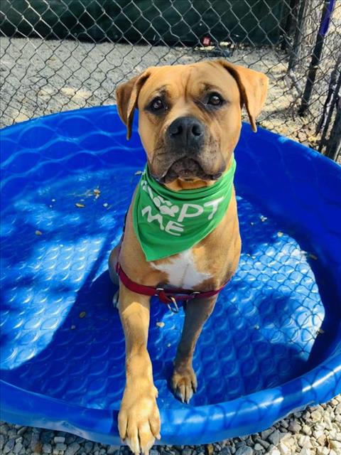 CHYLA, an adoptable Pit Bull Terrier in Santa Barbara, CA