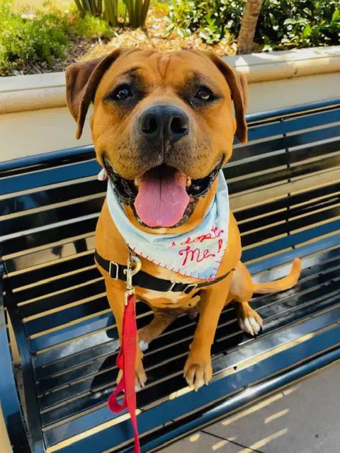 Chyla - Bullmastiff
