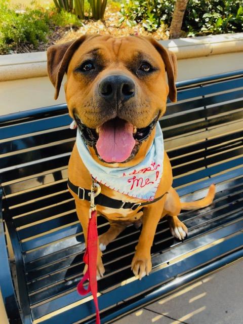picture of the dog needing adoption