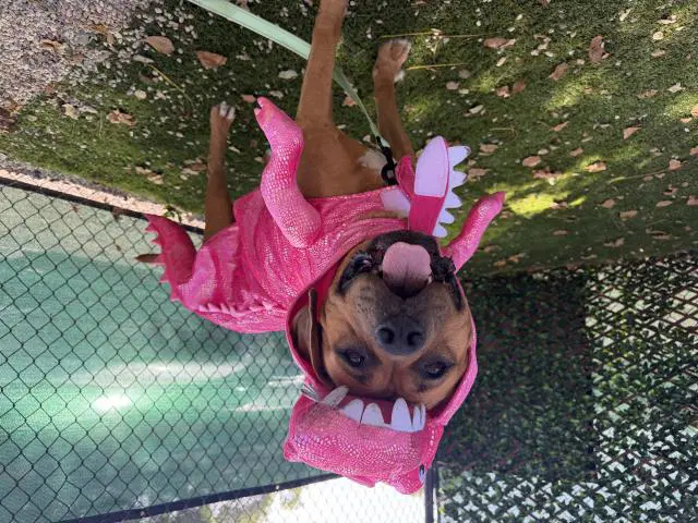 Chyla - Bullmastiff