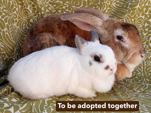 LOQUITA - Dwarf Hotot available for adoption