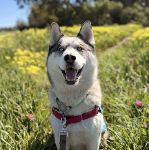 CHARLIE, an adoptable Siberian Husky in Santa Barbara, CA