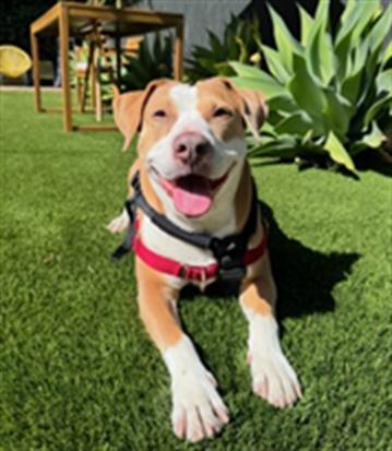 KIA, an adoptable Pit Bull Terrier in Santa Barbara, CA