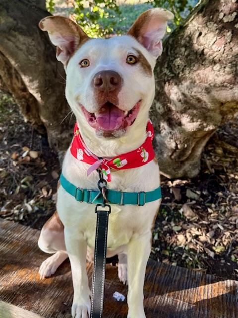 PUMBA, an adoptable Pit Bull Terrier in Santa Barbara, CA
