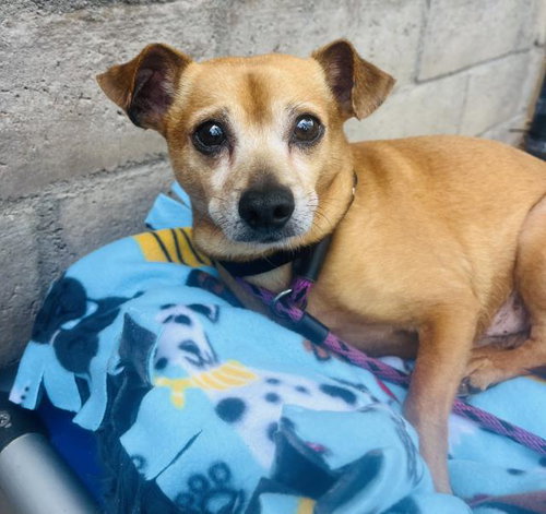 PANCHITO, an adoptable Chihuahua in Santa Barbara, CA