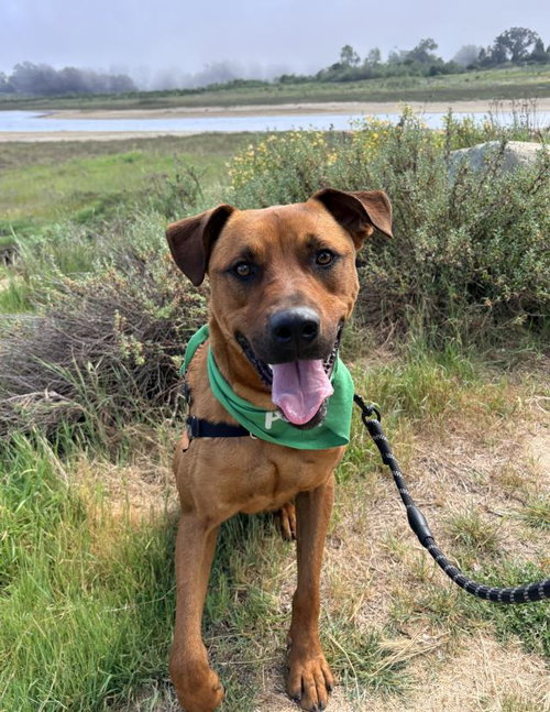 CLIFFORD, an adoptable Rhodesian Ridgeback in Santa Barbara, CA