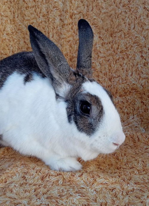 FERGIE, a rabbit for adoption from Santa Barbara County Animal Services - Santa Barbara
