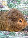 CLEM - Photo 1
