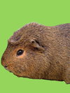 CHOMPER - Photo 1