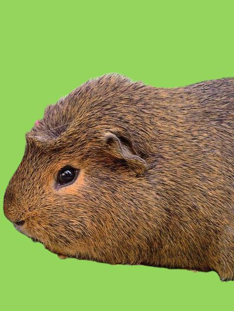 CHOMPER - Guinea Pig available for adoption