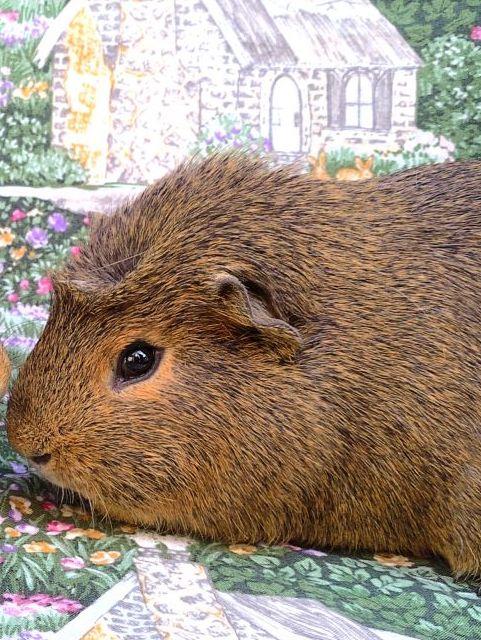 CHAZ, a guinea pig for adoption from Santa Barbara County Animal Services - Santa Barbara
