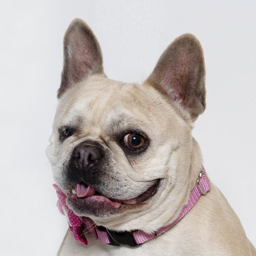 PRINCESS, an adoptable French Bulldog in Santa Barbara, CA