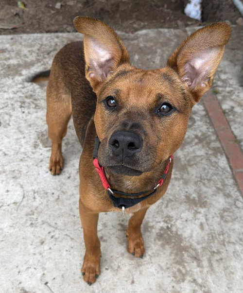ROCKY, an adoptable Pit Bull Terrier in Santa Barbara, CA