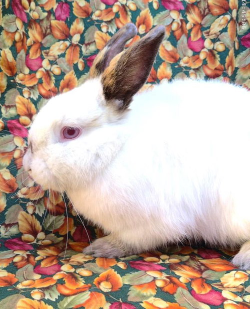 MORGAN, a rabbit for adoption from Santa Barbara County Animal Services - Santa Barbara
