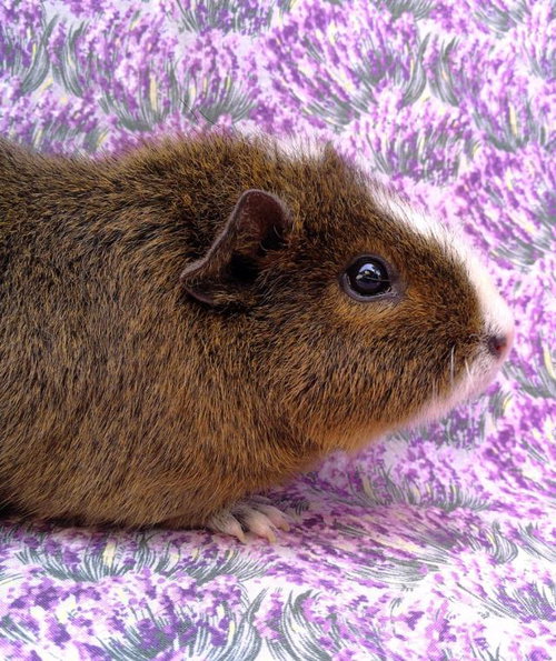 LISANDRA - Guinea Pig available for adoption