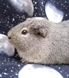 GRAYSON - Photo 1