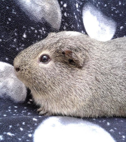 GRAYSON - Guinea Pig available for adoption