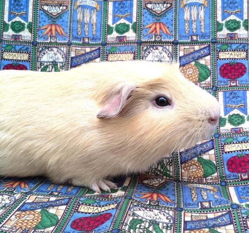 ROBBY - Guinea Pig available for adoption
