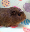 SUZI - Photo 1