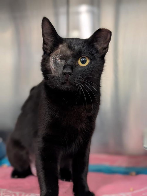 OLIVE, Young Domestic Short Hair (medium coat), cat for adoption in San Buenaventura (Ventura), California