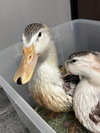 CHICKA - Photo 1